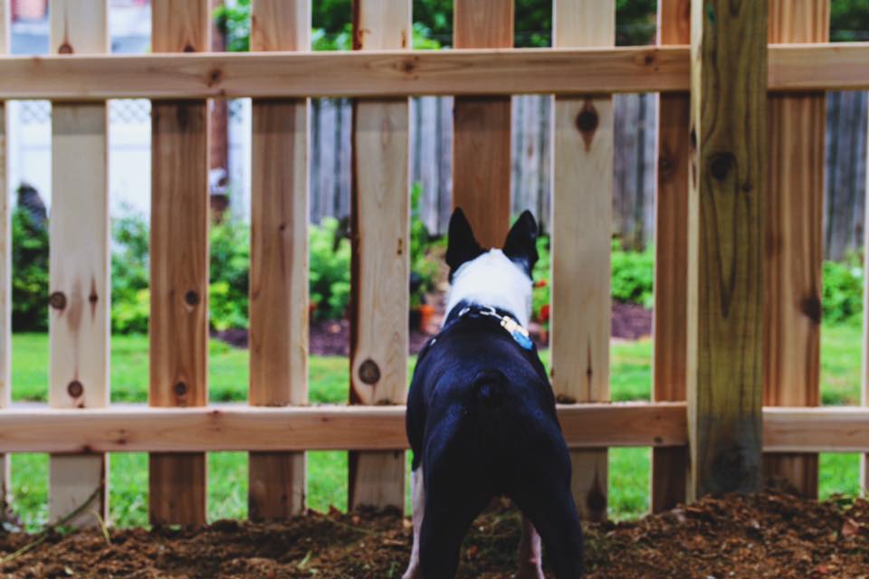 Dog standing at a picket fence