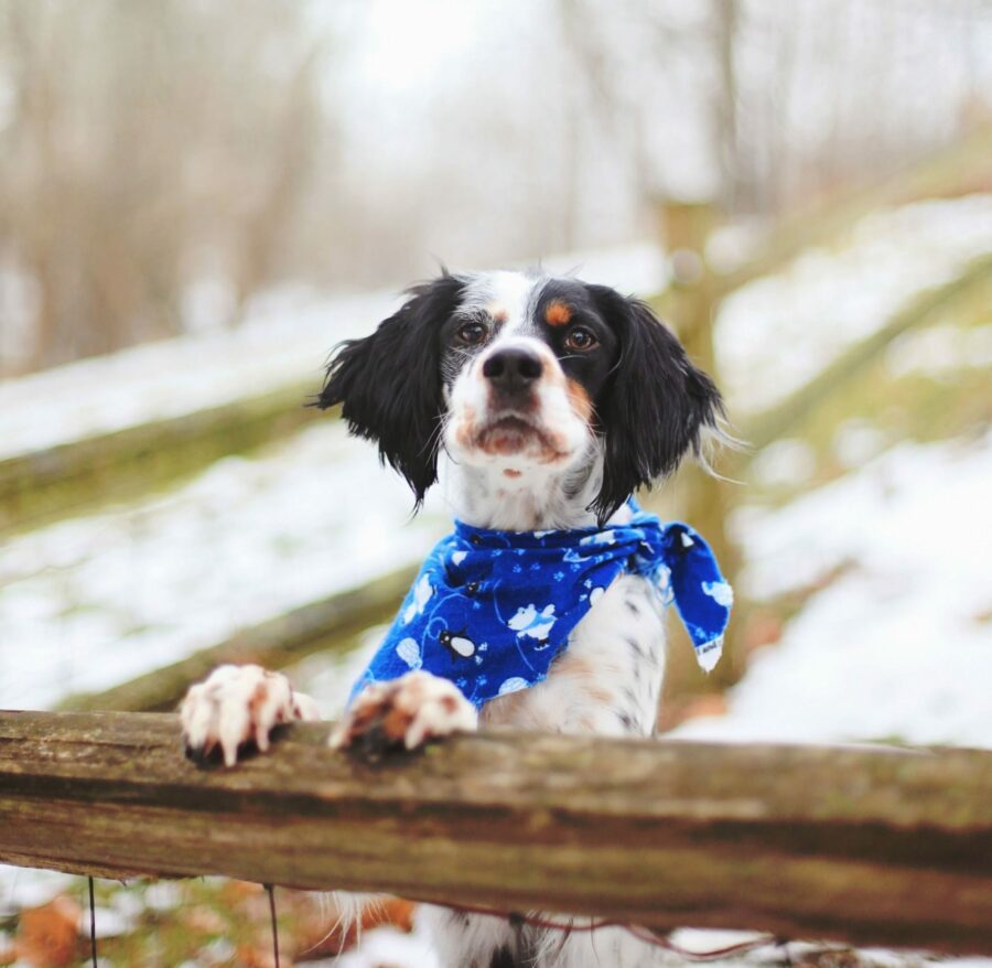 Small dog standing up with paws resting on fence while looking at the camera